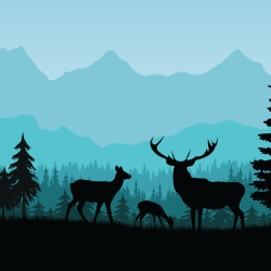 Les animaux des bois